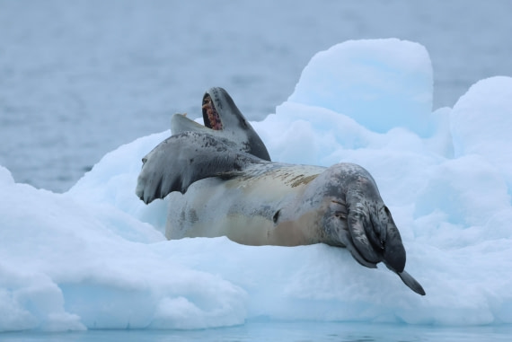 PLA28-25, Day 6, AJ7A4575 © Eva-Maria Kifmann - Oceanwide Expeditions.JPG