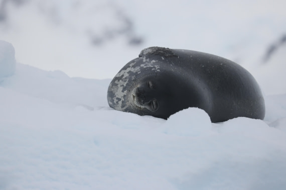 PLA28-25, Day 6, RegisPERDRIAT (2) © Regis Perdriat - Oceanwide Expeditions.JPG