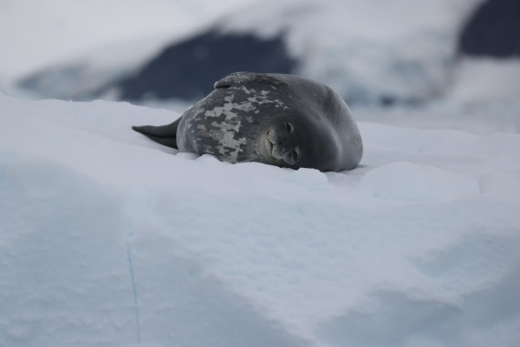 PLA28-25, Day 6, RegisPERDRIAT (3) © Regis Perdriat - Oceanwide Expeditions.JPG