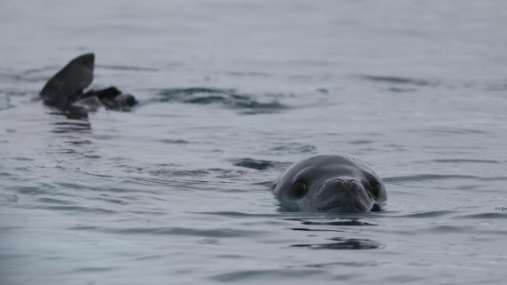 PLA28-25, Day 6, RegisPERDRIAT (7) © Regis Perdriat - Oceanwide Expeditions.JPG