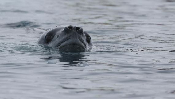 PLA28-25, Day 6, RegisPERDRIAT (8) © Regis Perdriat - Oceanwide Expeditions.JPG