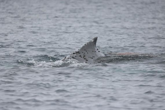 PLA28-25, Day 6, RegisPERDRIAT (9) © Regis Perdriat - Oceanwide Expeditions.JPG