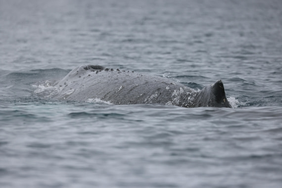 PLA28-25, Day 6, RegisPERDRIAT (10) © Regis Perdriat - Oceanwide Expeditions.JPG