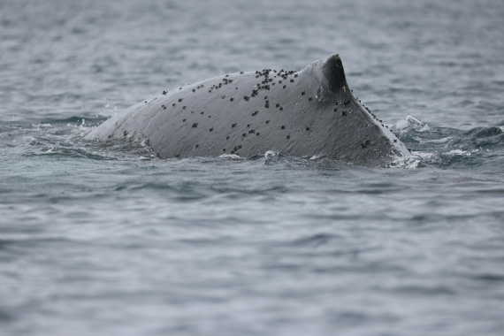 PLA28-25, Day 6, RegisPERDRIAT (11) © Regis Perdriat - Oceanwide Expeditions.JPG