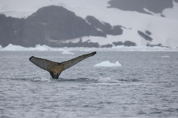 PLA28-25, Day 6, RegisPERDRIAT (12) © Regis Perdriat - Oceanwide Expeditions.JPG