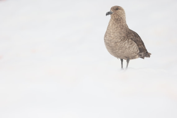PLA28-25, Day 6, RegisPERDRIAT (15) © Regis Perdriat - Oceanwide Expeditions.JPG