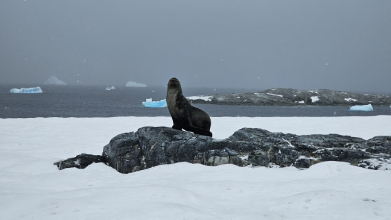 PLA28-25, Day 7, 20250209_084849 © Unknown photographer - Oceanwide Expeditions.jpg