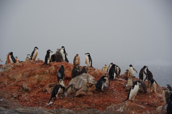 PLA28-25, Day 7, helenedemeringo (4) © Hélène de Meringo - Oceanwide Expeditions.JPG