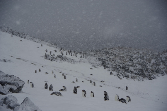 PLA28-25, Day 7, helenedemeringo (5) © Hélène de Meringo - Oceanwide Expeditions.JPG