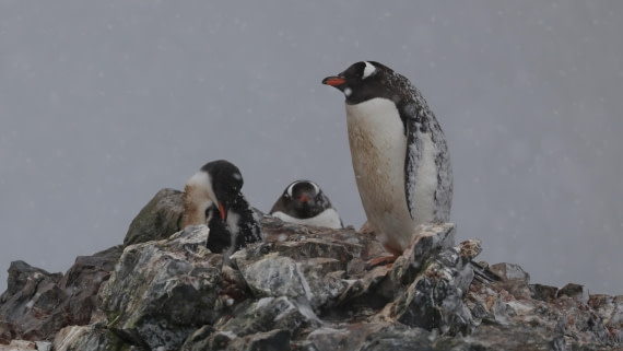 PLA28-25, Day 7, RegisPERDRIAT (1) © Regis Perdriat - Oceanwide Expeditions.JPG