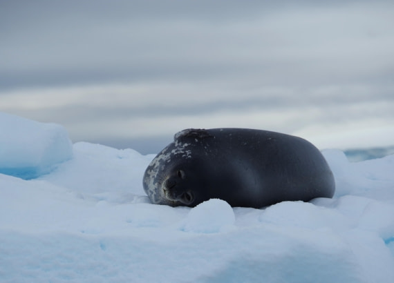 PLA28-25, Day 8, helenedemeringo © Hélène de Meringo - Oceanwide Expeditions.JPG