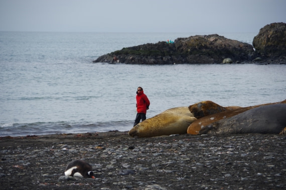 PLA28-25, Day 8, IMGP4230 © Unknown photographer - Oceanwide Expeditions.JPG