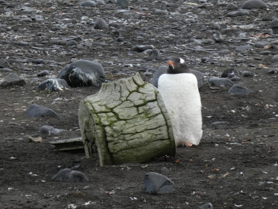 PLA28-25, Day 8, P1180197 © Ali Liddle - Oceanwide Expeditions.JPG