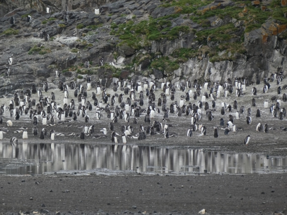 PLA28-25, Day 8, P1180224 © Ali Liddle - Oceanwide Expeditions.JPG