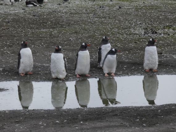 PLA28-25, Day 8, P1180254 © Ali Liddle - Oceanwide Expeditions.JPG