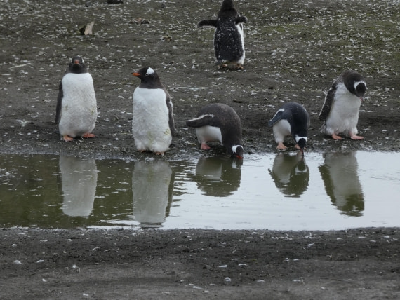 PLA28-25, Day 8, P1180256 © Ali Liddle - Oceanwide Expeditions.JPG