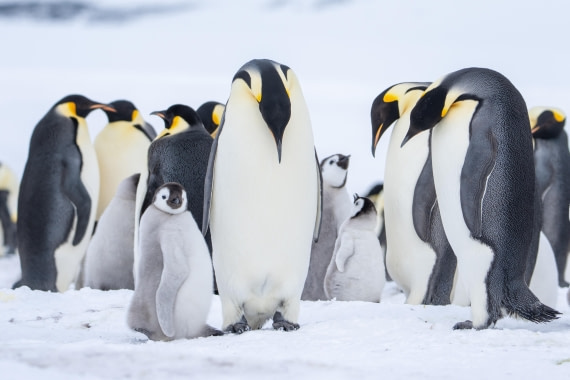 Antarctica, OTL23-23, EMPEROR, 08198.jpg © Wei Chen - Oceanwide Expeditions.jpg