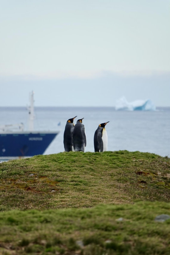 King Penguins_Hondius_South Georgia_St.Andrews
