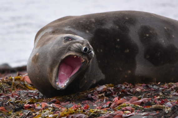 elephant seal yawning