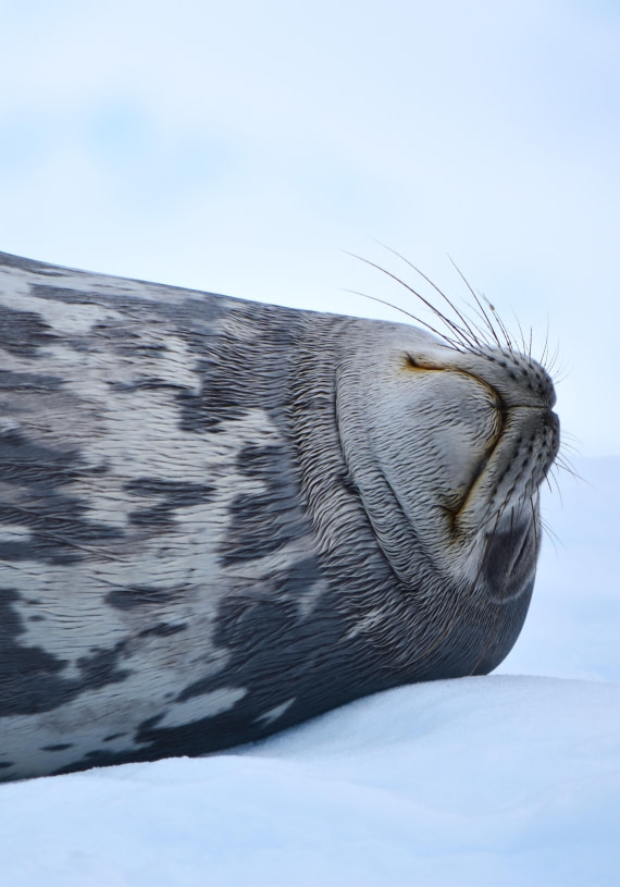 deep sleep seal