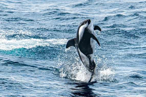 HDS28-25, Day 2, Ross hourglass dolphin 2 © Ross Wheeler - Oceanwide Expeditions.jpeg
