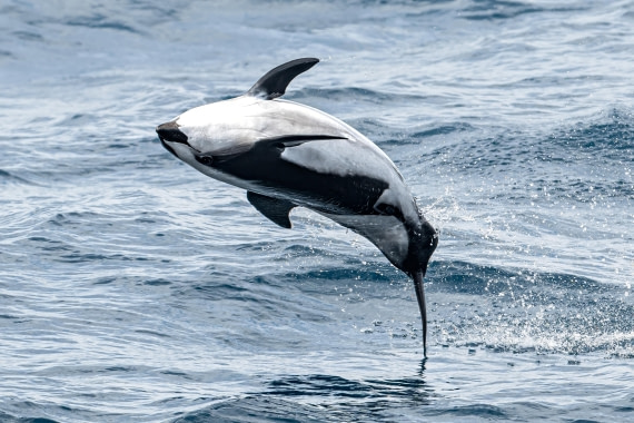 HDS28-25, Day 2, Ross hourglass dolphin 3 © Ross Wheeler - Oceanwide Expeditions.jpeg