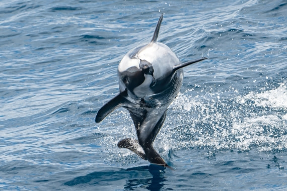 HDS28-25, Day 2, Ross hourglass dolphin 5 © Ross Wheeler - Oceanwide Expeditions.jpeg