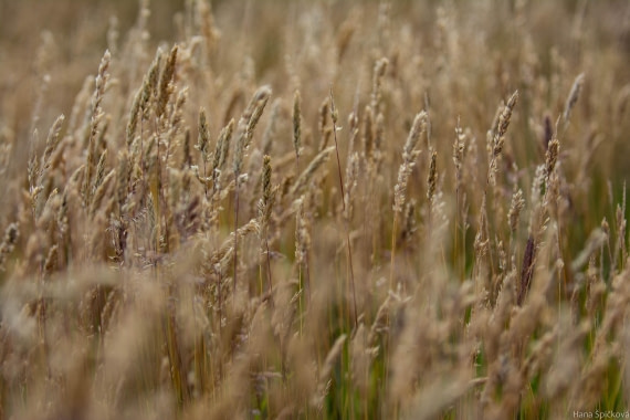 HDS28-25, Day 3, _DSC6299 © Hana Spickova - Oceanwide Expeditions.jpg