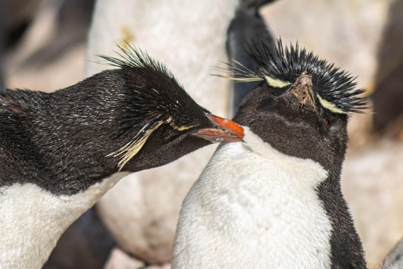 HDS28-25, Day 3, _DSC6313 © Hana Spickova - Oceanwide Expeditions.jpg