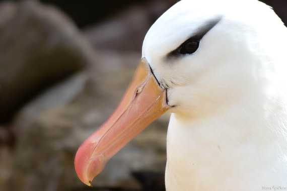 HDS28-25, Day 3, _DSC6324 © Hana Spickova - Oceanwide Expeditions.jpg