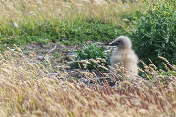 HDS28-25, Day 3, _DSC6363 © Hana Spickova - Oceanwide Expeditions.jpg