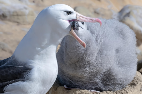 HDS28-25, Day 3, Ross Black Browed 4 © Ross Wheeler - Oceanwide Expeditions.jpeg