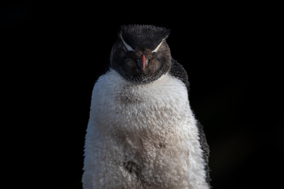 HDS28-25, Day 3, Ross Rockhopper-4 © Ross Wheeler - Oceanwide Expeditions.jpg