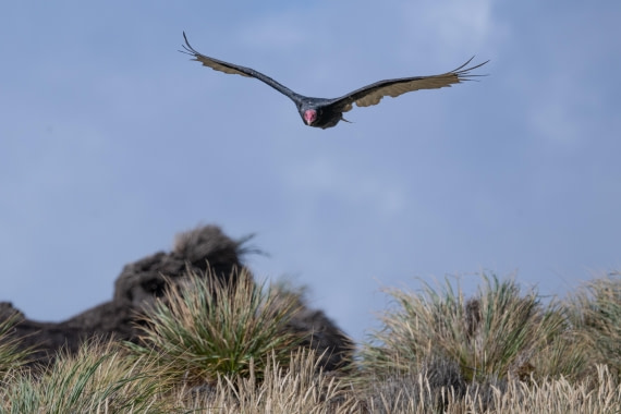 HDS28-25, Day 3, Ross Turkey Vulture © Ross Wheeler - Oceanwide Expeditions.jpg