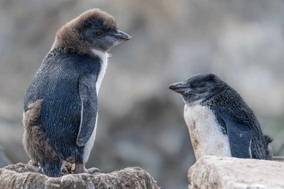 HDS28-25, Day 3, Ross Southern Rockhoppers1 © Ross Wheeler - Oceanwide Expeditions.jpeg