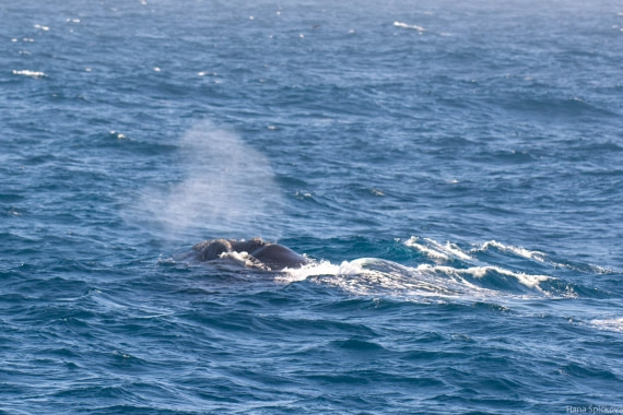 HDS28-25, Day 5, _DSC6387 © Hana Spickova - Oceanwide Expeditions.jpg