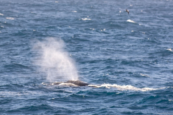 HDS28-25, Day 5, _DSC6391 © Hana Spickova - Oceanwide Expeditions.jpg
