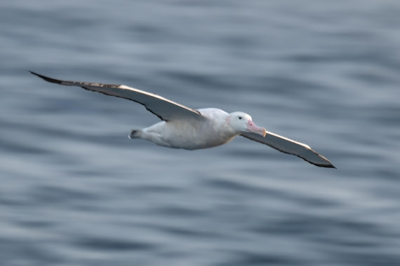 HDS28-25, Day 5, Ross Panning wander © Ross Wheeler - Oceanwide Expeditions.jpeg