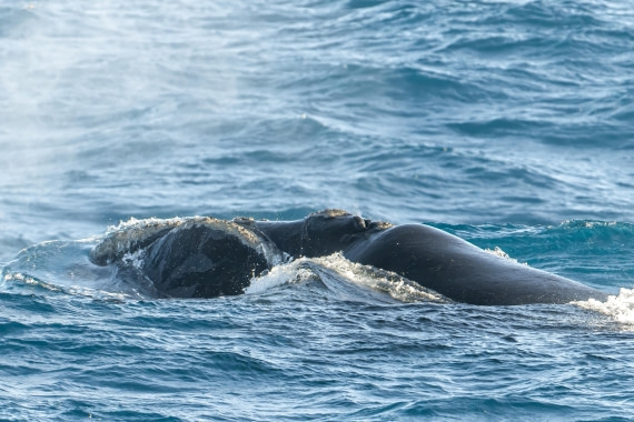 HDS28-25, Day 5, Ross Southern Right Whale © Ross Wheeler - Oceanwide Expeditions.jpeg