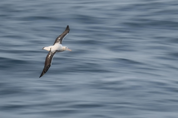HDS28-25, Day 5, Ross Wandering Albatross © Ross Wheeler - Oceanwide Expeditions.jpeg