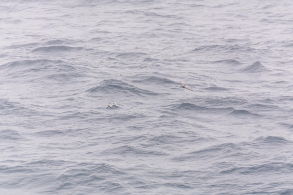 HDS28-25, Day 6, _DSC9839 © Unknown photographer - Oceanwide Expeditions.jpg