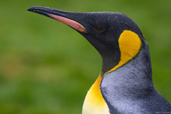 HDS28-25, Day 7, _DSC6397 © Hana Spickova - Oceanwide Expeditions.jpg