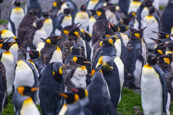 HDS28-25, Day 7, _DSC6398 © Hana Spickova - Oceanwide Expeditions.jpg