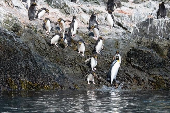 HDS28-25, Day 9, Picture72 © Unknown photographer - Oceanwide Expeditions.jpg