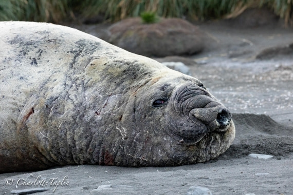 HDS28-25, Day 10, FZ1A3949 © Charlotte Taplin - Oceanwide Expeditions.jpg