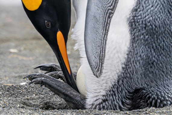 HDS28-25, Day 10, Ross Gold Harbour Penguins © Ross Wheeler - Oceanwide Expeditions.jpeg