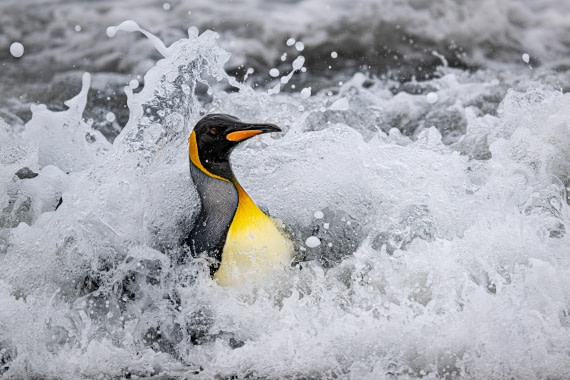 HDS28-25, Day 10, Ross Gold Harbour Penguins-6 © Ross Wheeler - Oceanwide Expeditions.jpg