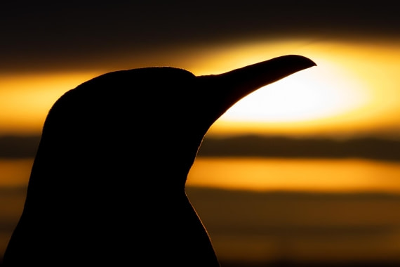 HDS28-25, Day 10, Ross Gold Harbour sunrise2 © Ross Wheeler - Oceanwide Expeditions.jpg