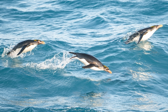 HDS28-25, Day 10, Ross Leaving Cooper Bay © Ross Wheeler - Oceanwide Expeditions.jpg