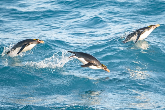 HDS28-25, Day 10, Ross Macaroni leaving S.Georgia © Ross Wheeler - Oceanwide Expeditions.jpg